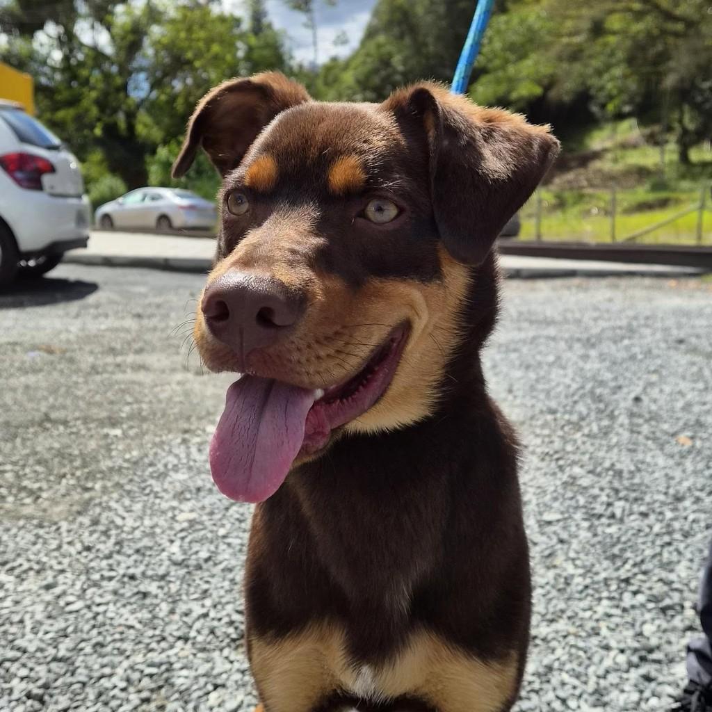 Spike, cachorro de porte grande para adoção em Blumenau - SC — foto 2 de 3