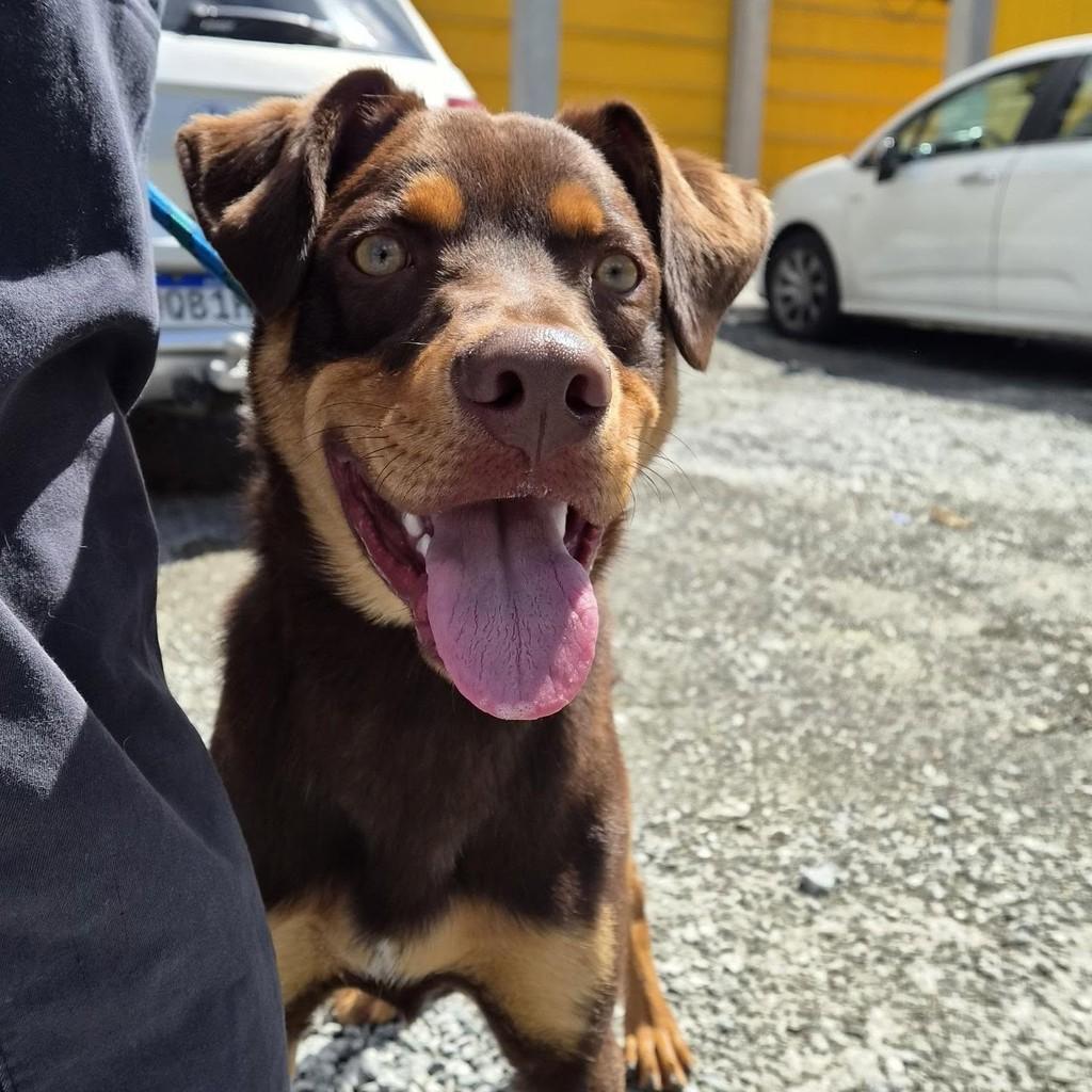 Spike, cachorro de porte grande para adoção em Blumenau - SC — foto 3 de 3