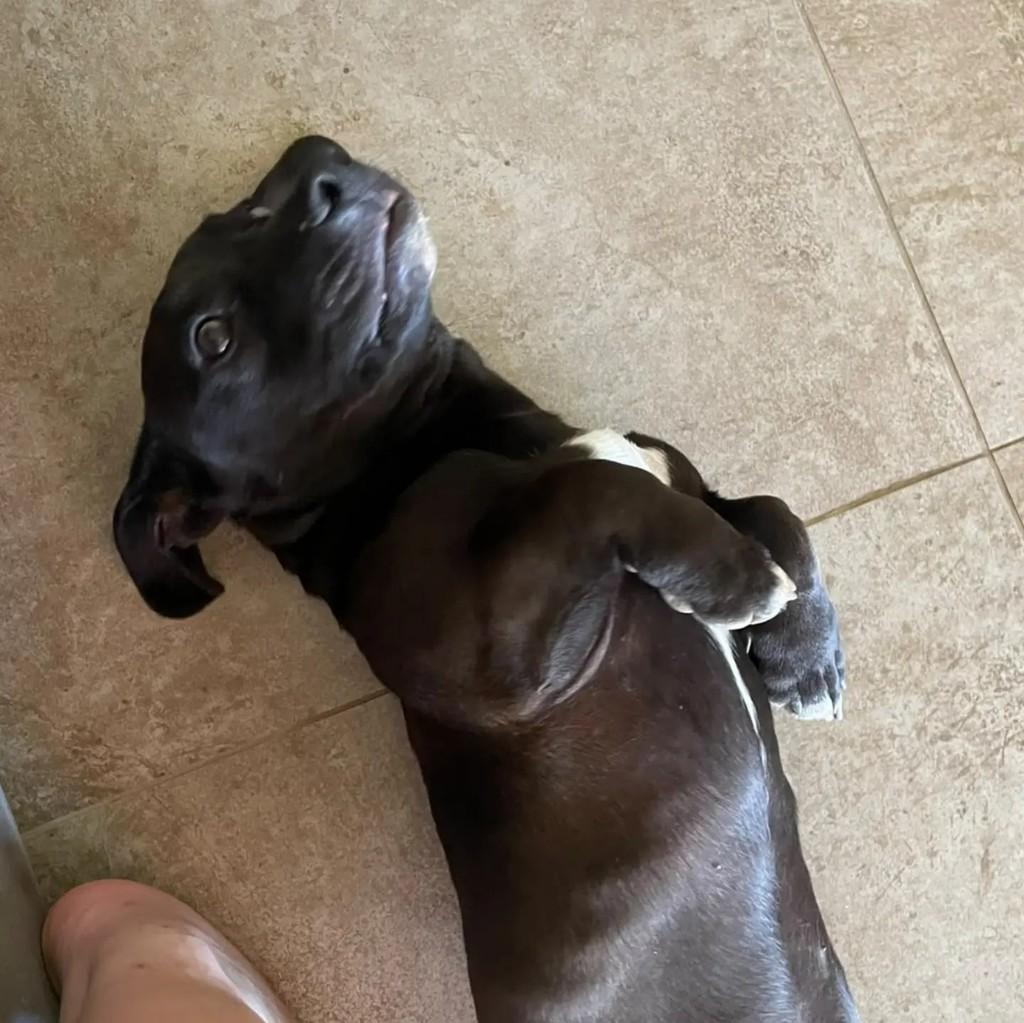 Freddy, cachorro de porte médio para adoção em Blumenau - SC
