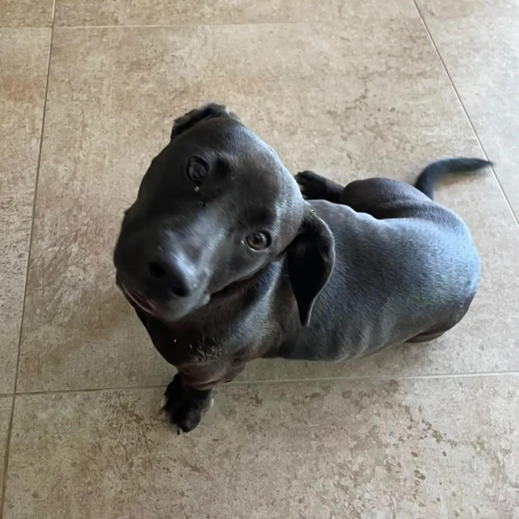 Freddy, cachorro de porte médio para adoção em Blumenau - SC — foto 2 de 2