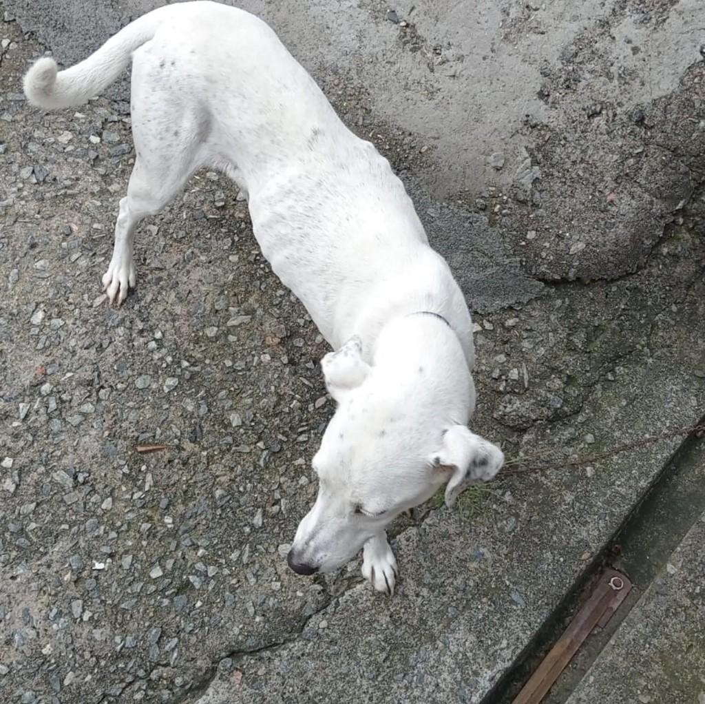 Apolo, cachorro de porte médio para adoção em Blumenau - SC