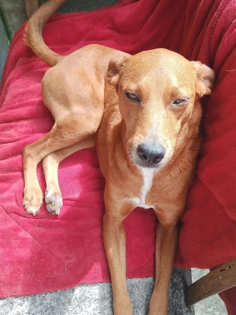Nina, cadela de porte médio para adoção em Blumenau - SC