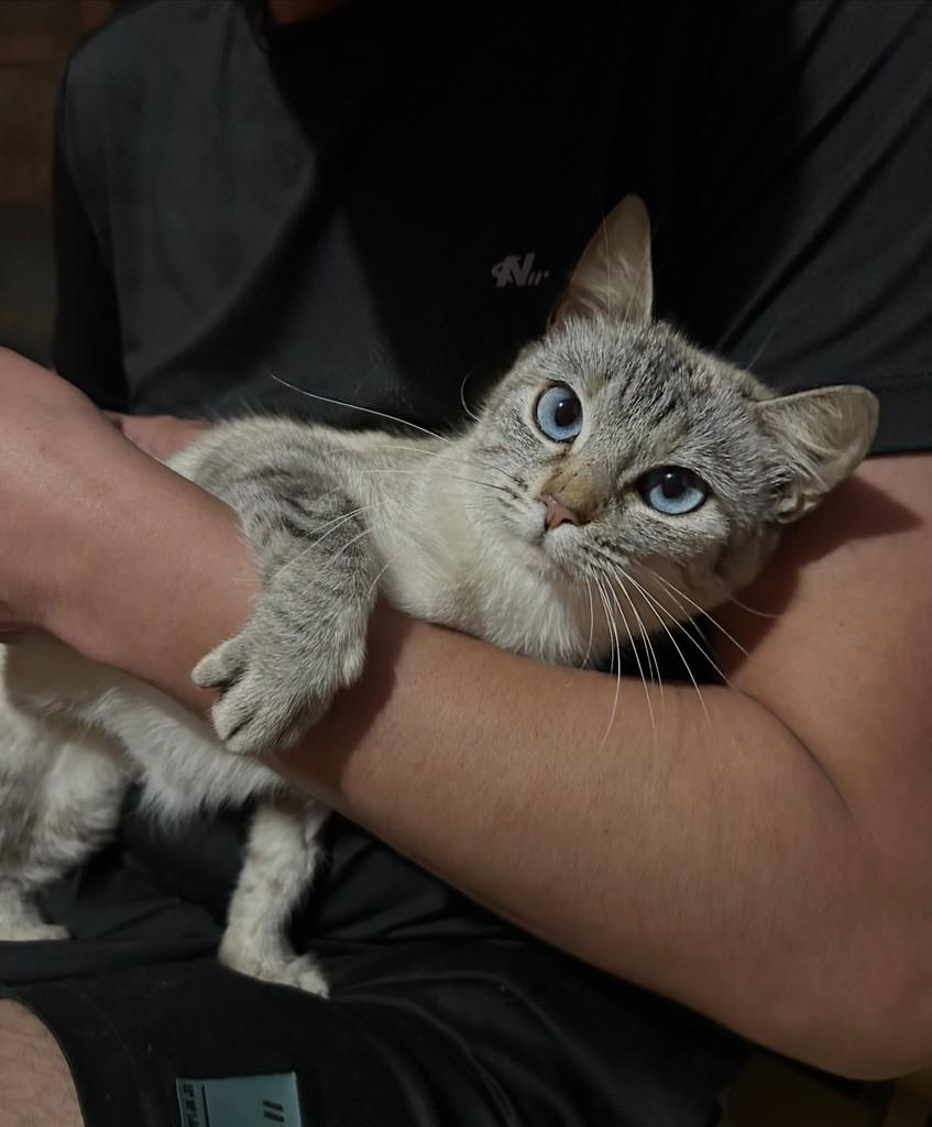 Safira, gata de porte pequeno para adoção em Apiaí - SP