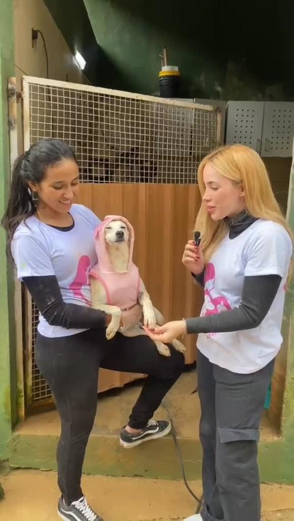 Dudu, cachorro de porte pequeno para adoção em São Paulo - SP
