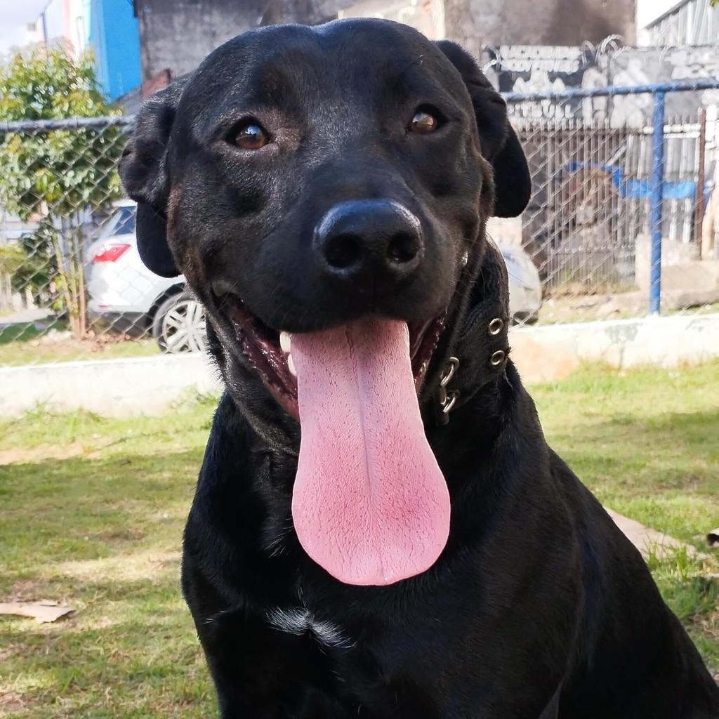 Negão, cachorro de porte pequeno para adoção em São Paulo - SP