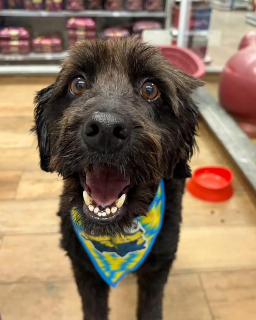 Black, cachorro de porte pequeno para adoção em São Paulo - SP