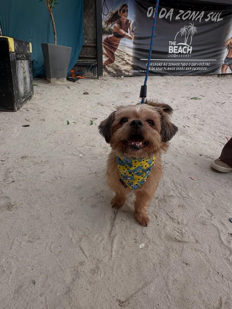 Pratinha, cachorro de porte pequeno para adoção em São Paulo - SP