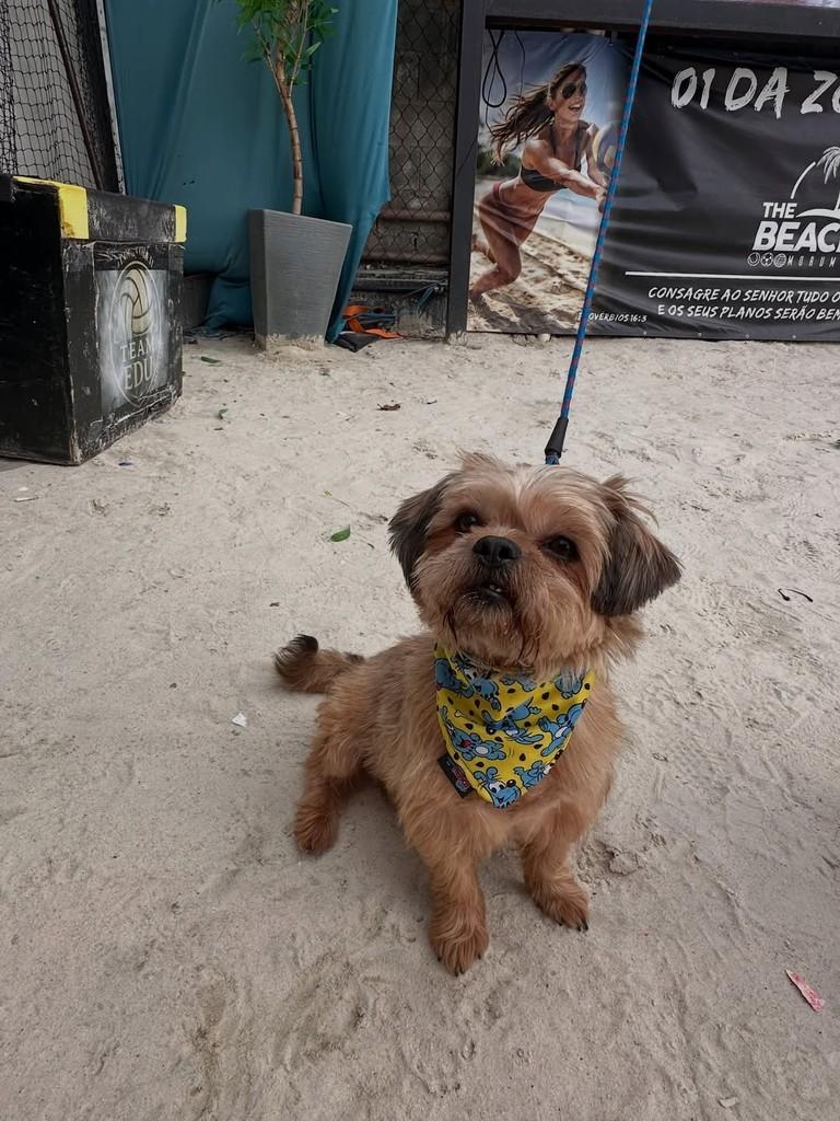 Pratinha, cachorro de porte pequeno para adoção em São Paulo - SP — foto 2 de 2