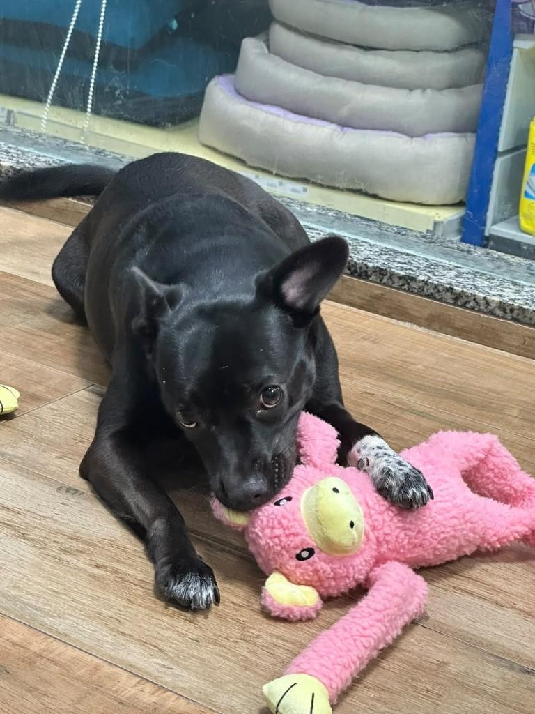 Brisa, cadela de porte médio para adoção em São Paulo - SP