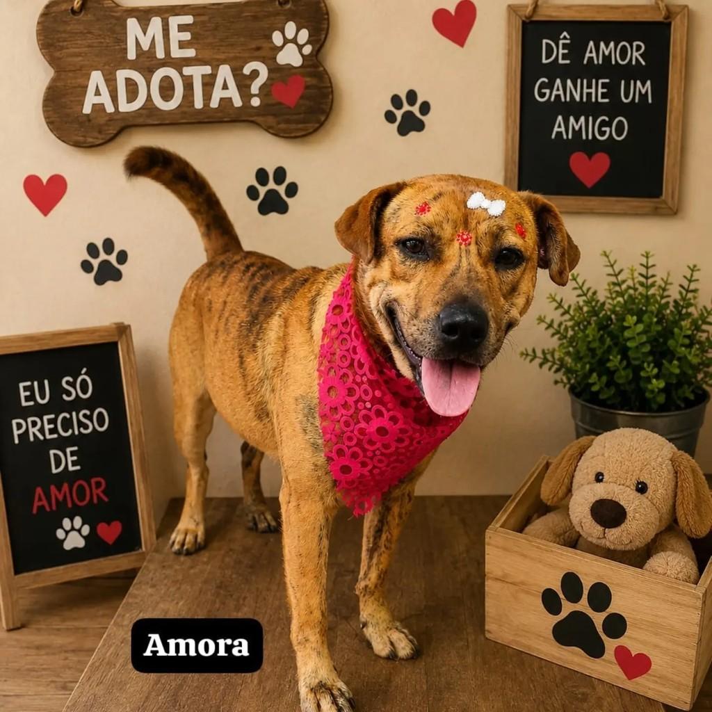 Amora, cadela de porte médio para adoção em Curitiba - PR