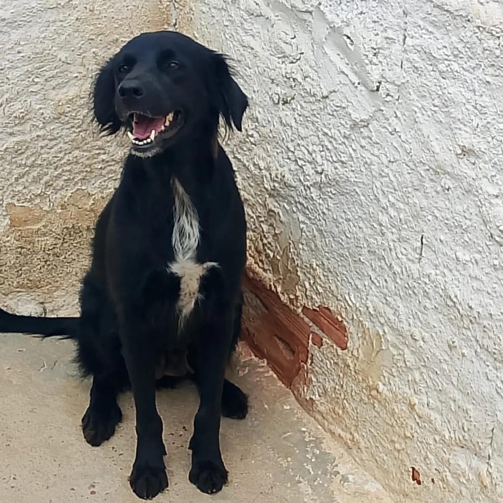 Linda, cachorro de porte médio para adoção em Campos dos Goytacazes - RJ