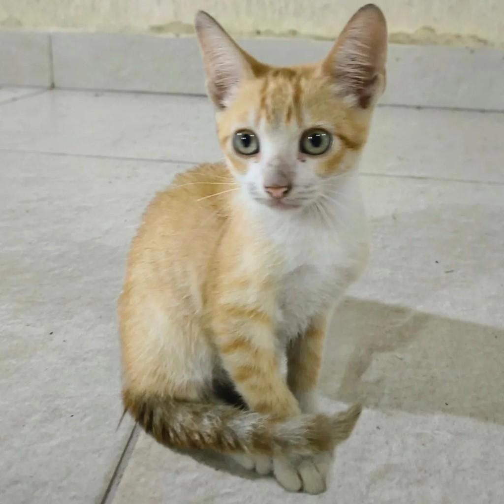 Nhoque, gato de porte pequeno para adoção em Campos dos Goytacazes - RJ