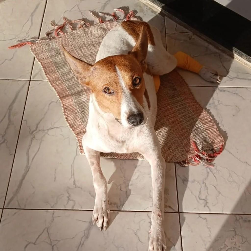 Chico, cachorro de porte médio para adoção em Campos dos Goytacazes - RJ