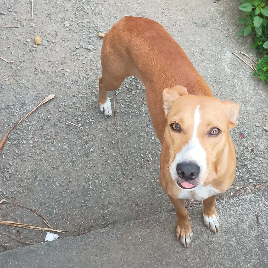 Duda, cachorro de porte médio para adoção em Campos dos Goytacazes - RJ