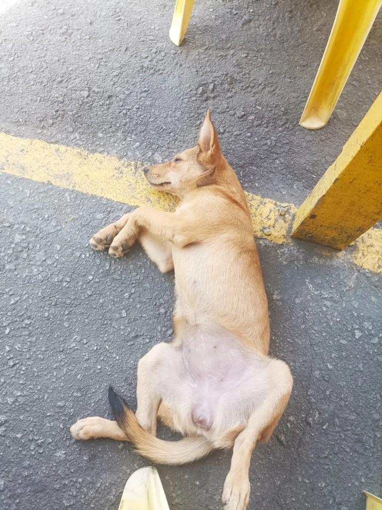 Machadinha, cachorro de porte médio para adoção em Campos dos Goytacazes - RJ