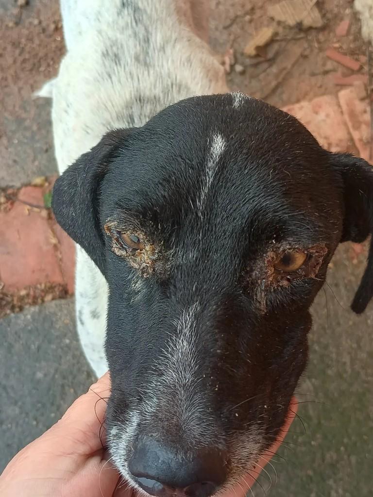 Lola, cadela de porte pequeno para adoção em Campos dos Goytacazes - RJ