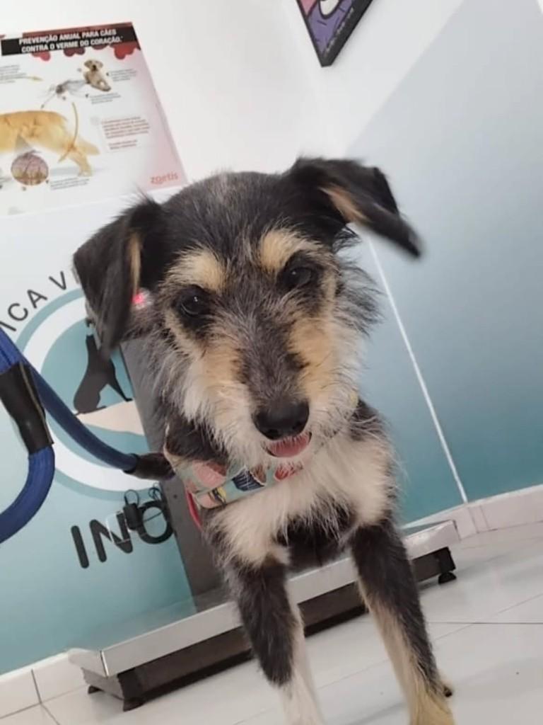 Estopa, cachorro de porte pequeno para adoção em Caraguatatuba - SP