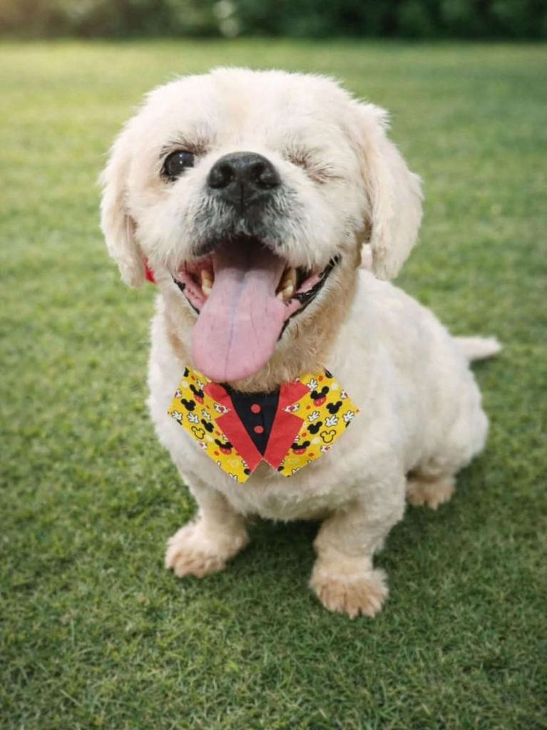 Felix, cachorro de porte pequeno para adoção em Caraguatatuba - SP