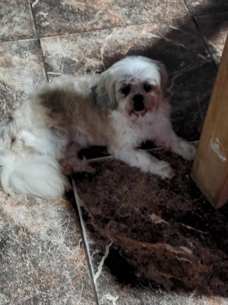 Shih-tzu, cadela de porte pequeno para adoção em Caraguatatuba - SP