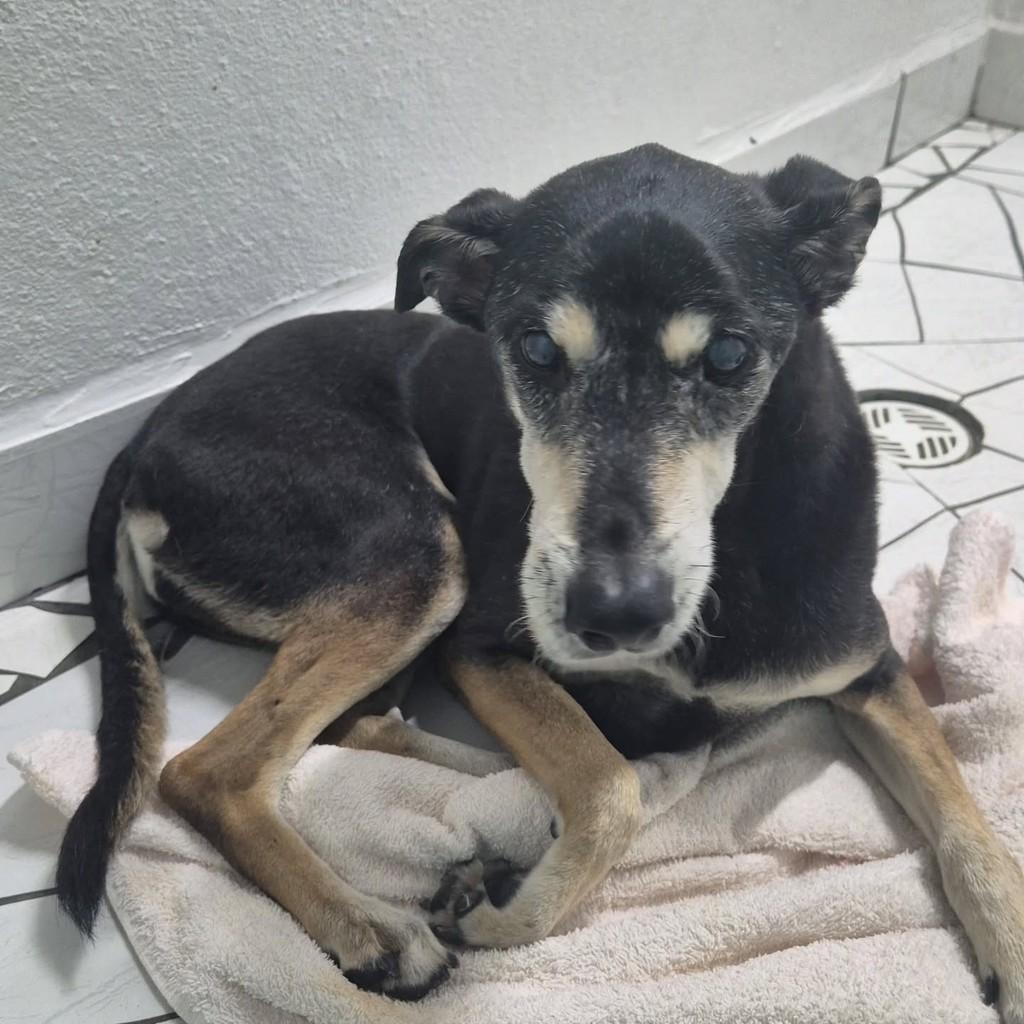 Idosinha, cachorro de porte pequeno para adoção em Caraguatatuba - SP