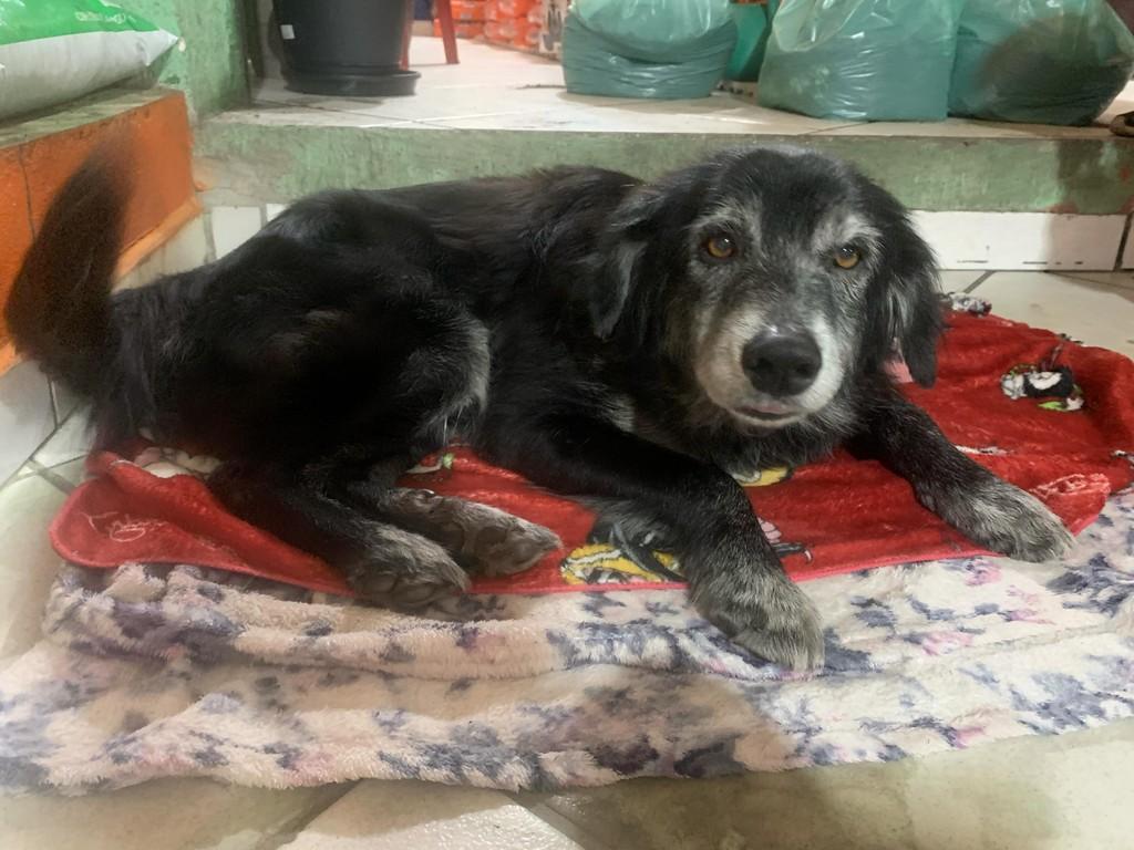 Vovô, cachorro de porte médio para adoção em Caraguatatuba - SP
