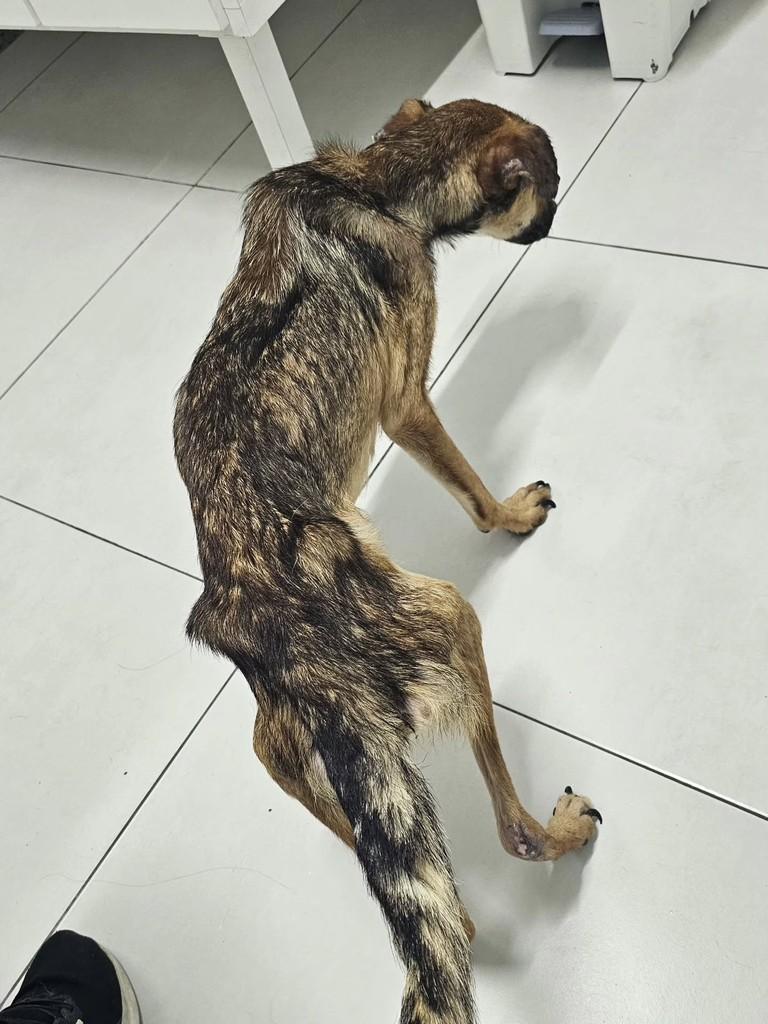 Valentim, cachorro de porte pequeno para adoção em Caraguatatuba - SP