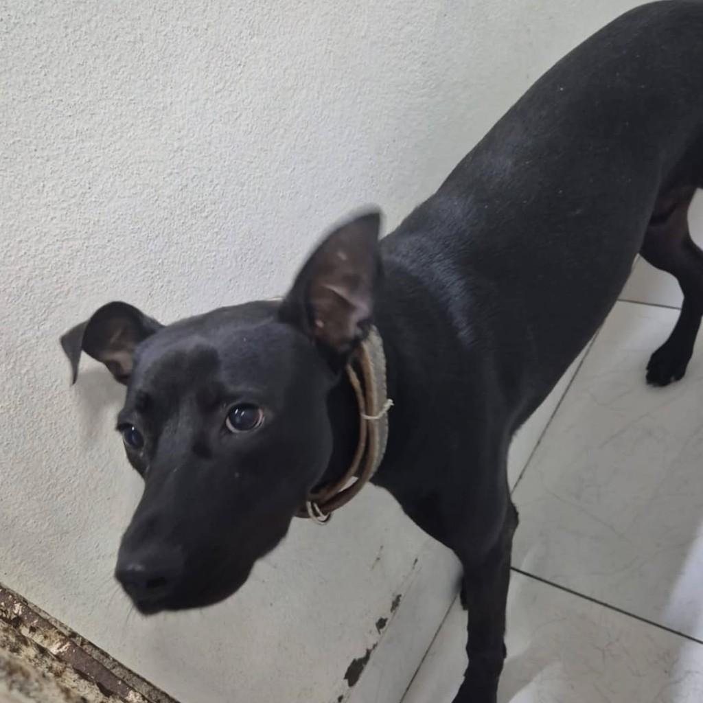 Loki, cachorro de porte pequeno para adoção em Caraguatatuba - SP