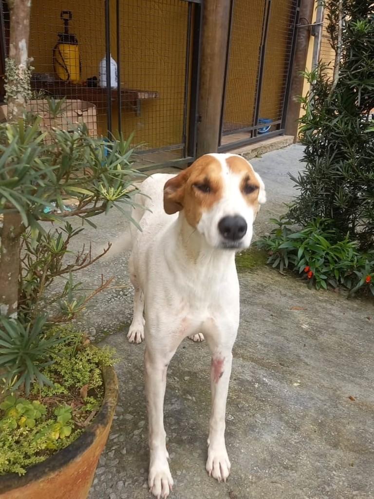 Caragua-martin de Sá, cachorro de porte médio para adoção em Caraguatatuba - SP