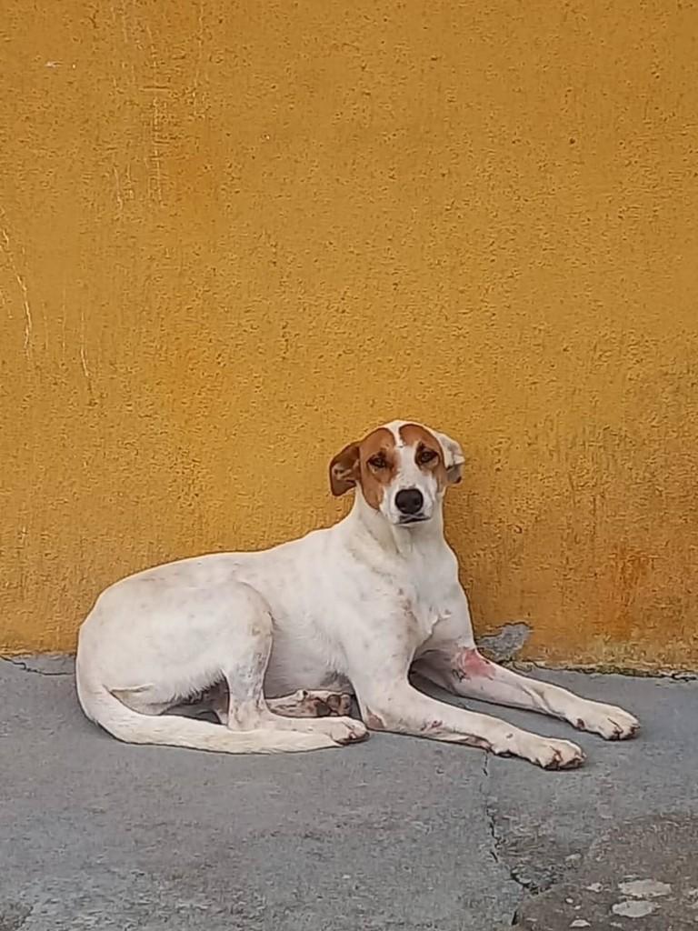 Caragua-martin de Sá, cachorro de porte médio para adoção em Caraguatatuba - SP — foto 2 de 2