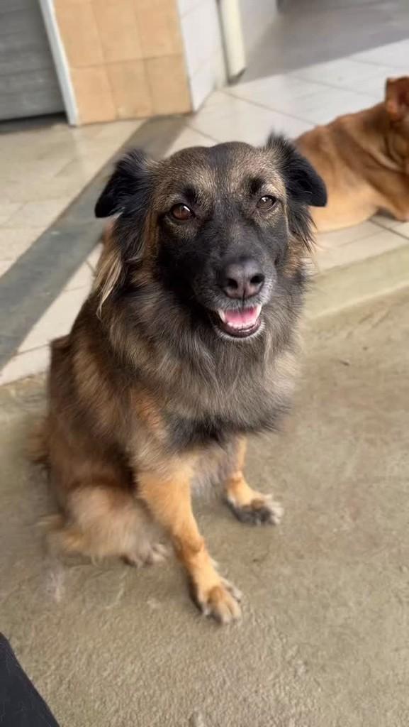 Lobinha, cachorro de porte médio para adoção em Vitória - ES