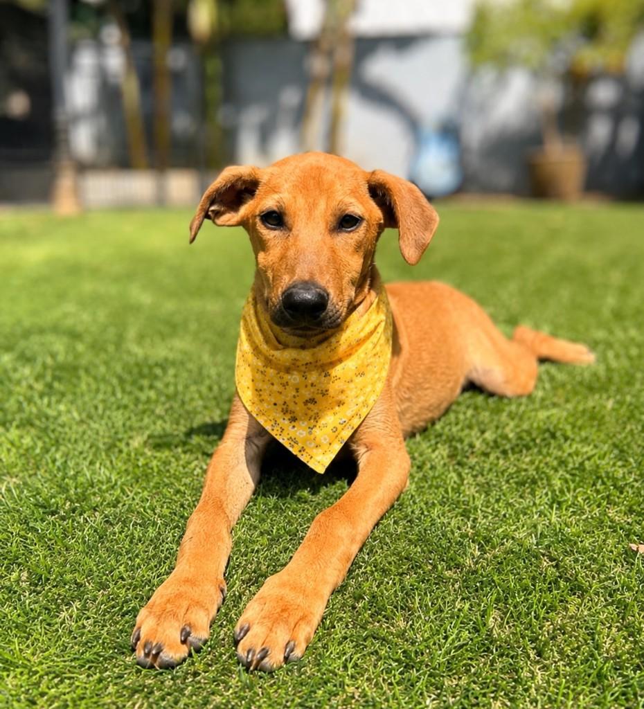 Valentina, cadela de porte médio para adoção em Vitória - ES — foto 2 de 4