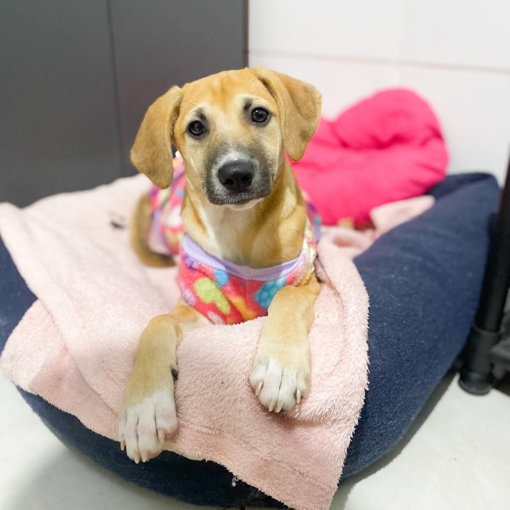 Lili, cachorro de porte pequeno para adoção em Vitória - ES