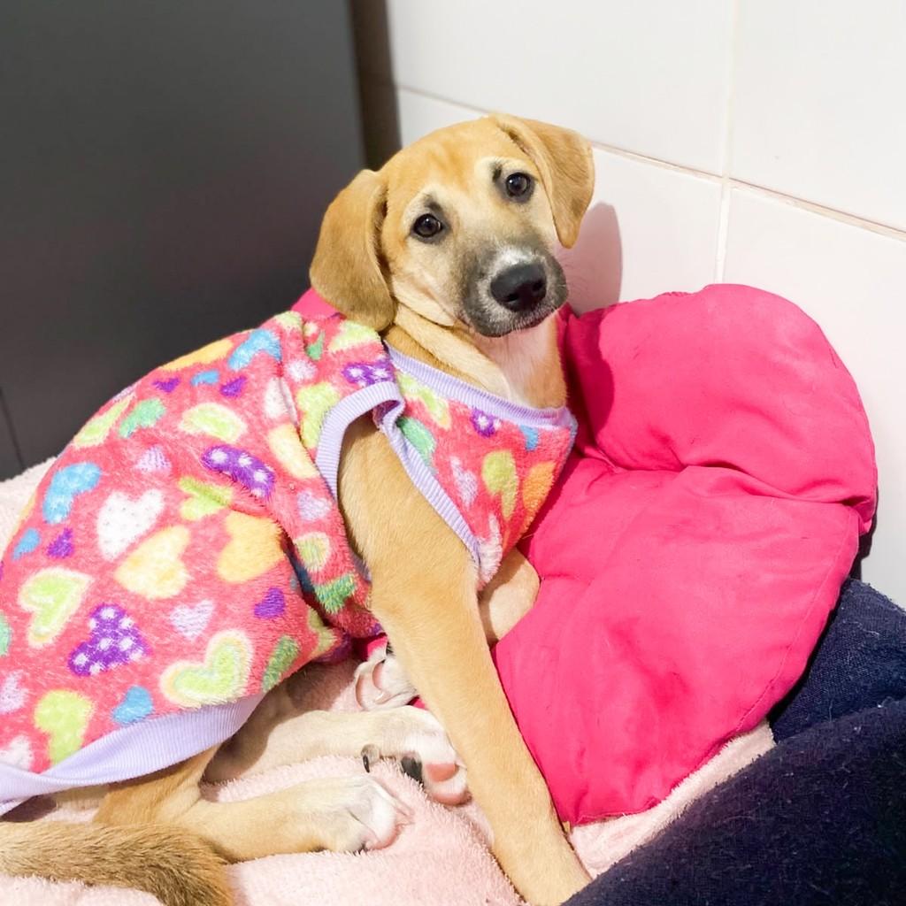 Lili, cachorro de porte pequeno para adoção em Vitória - ES — foto 2 de 5