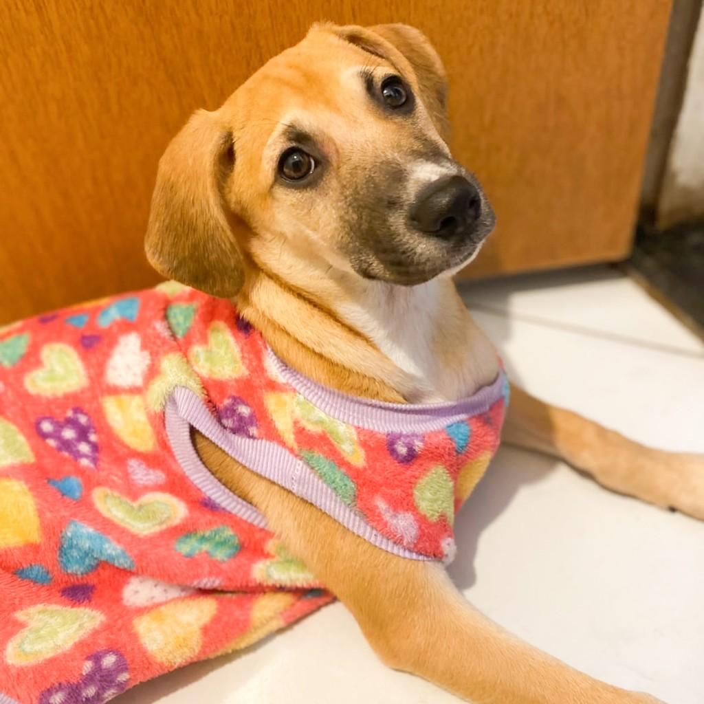 Lili, cachorro de porte pequeno para adoção em Vitória - ES — foto 3 de 5