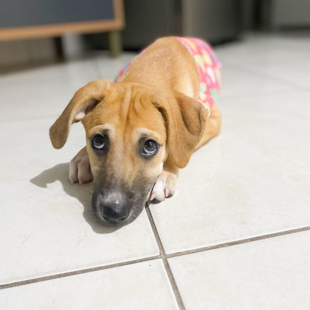 Lili, cachorro de porte pequeno para adoção em Vitória - ES — foto 4 de 5