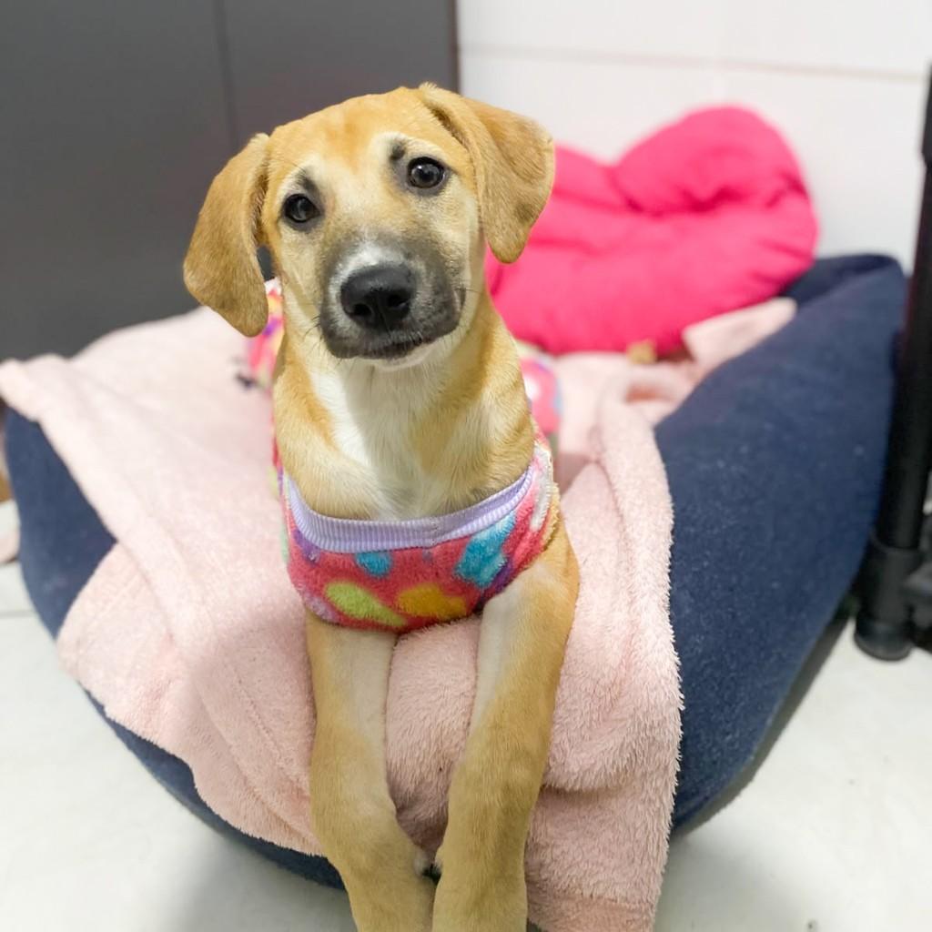 Lili, cachorro de porte pequeno para adoção em Vitória - ES — foto 5 de 5