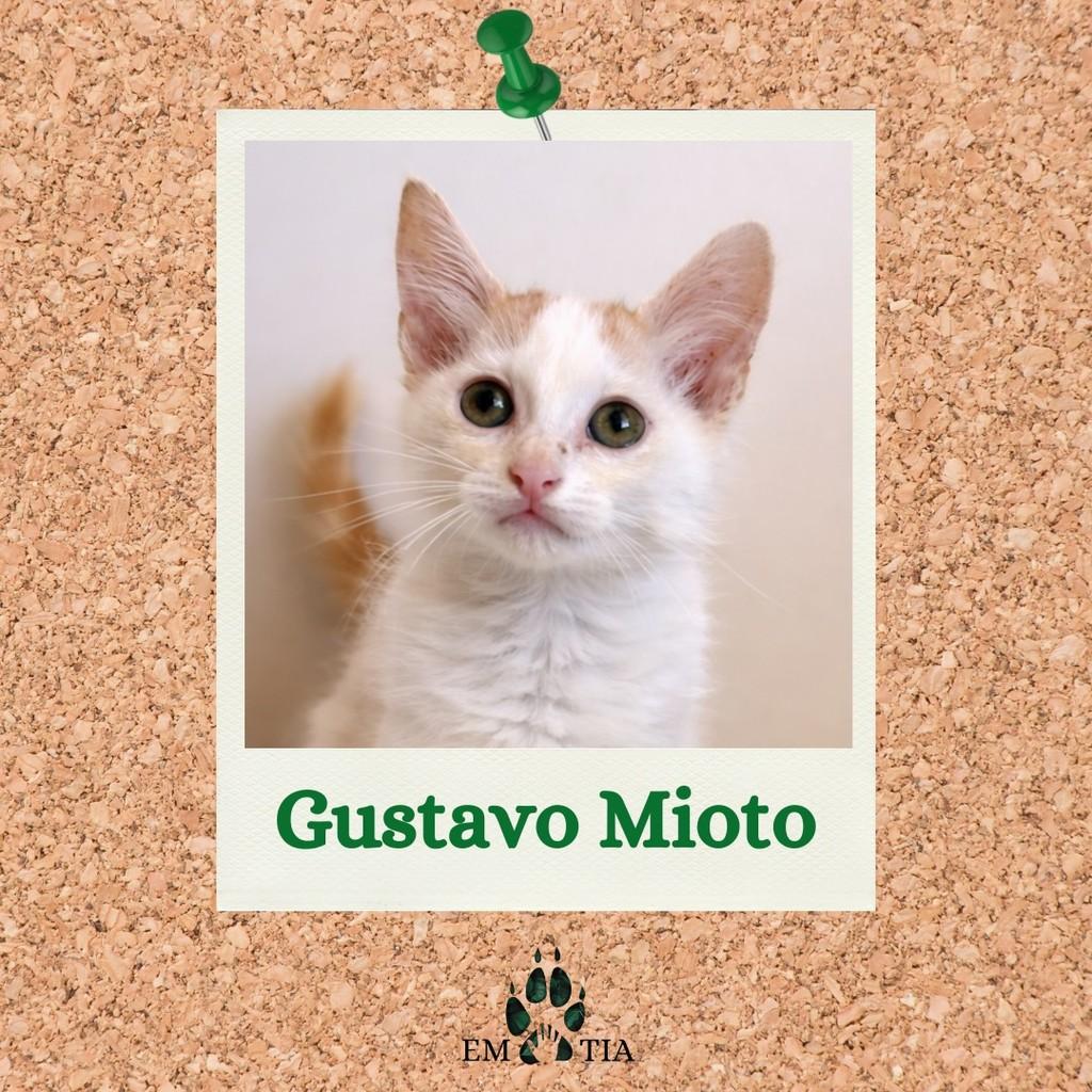 Gustavo Mioto, gato de porte pequeno para adoção em São Paulo - SP
