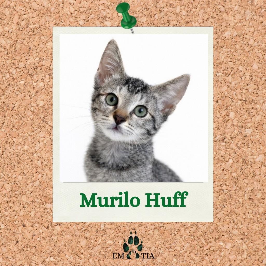 Murilo Huff, gato de porte pequeno para adoção em São Paulo - SP