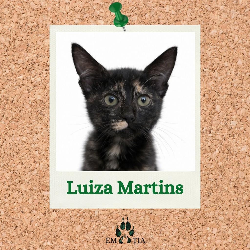 Luiza, gata de porte pequeno para adoção em São Paulo - SP