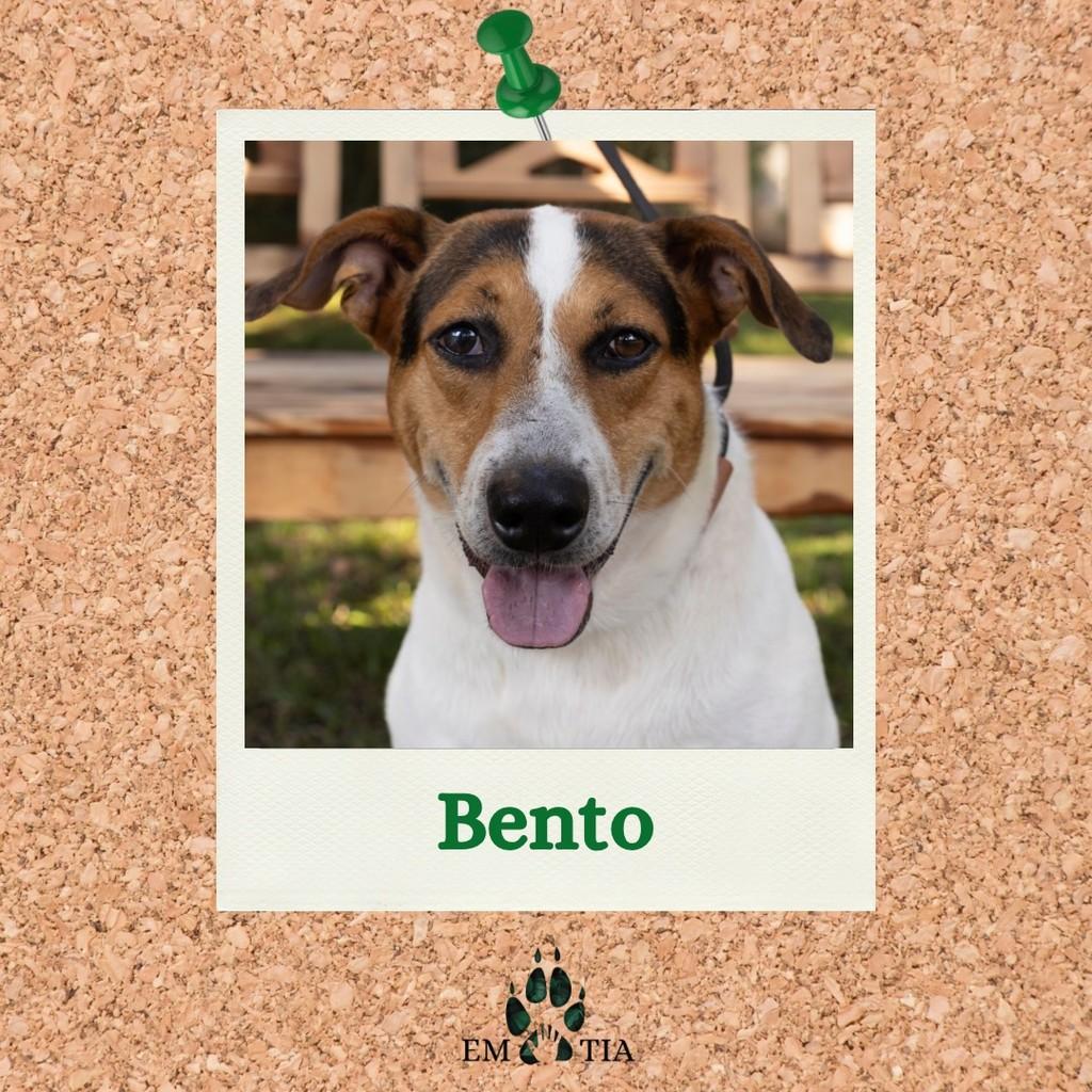Bento, cachorro de porte médio para adoção em São Paulo - SP