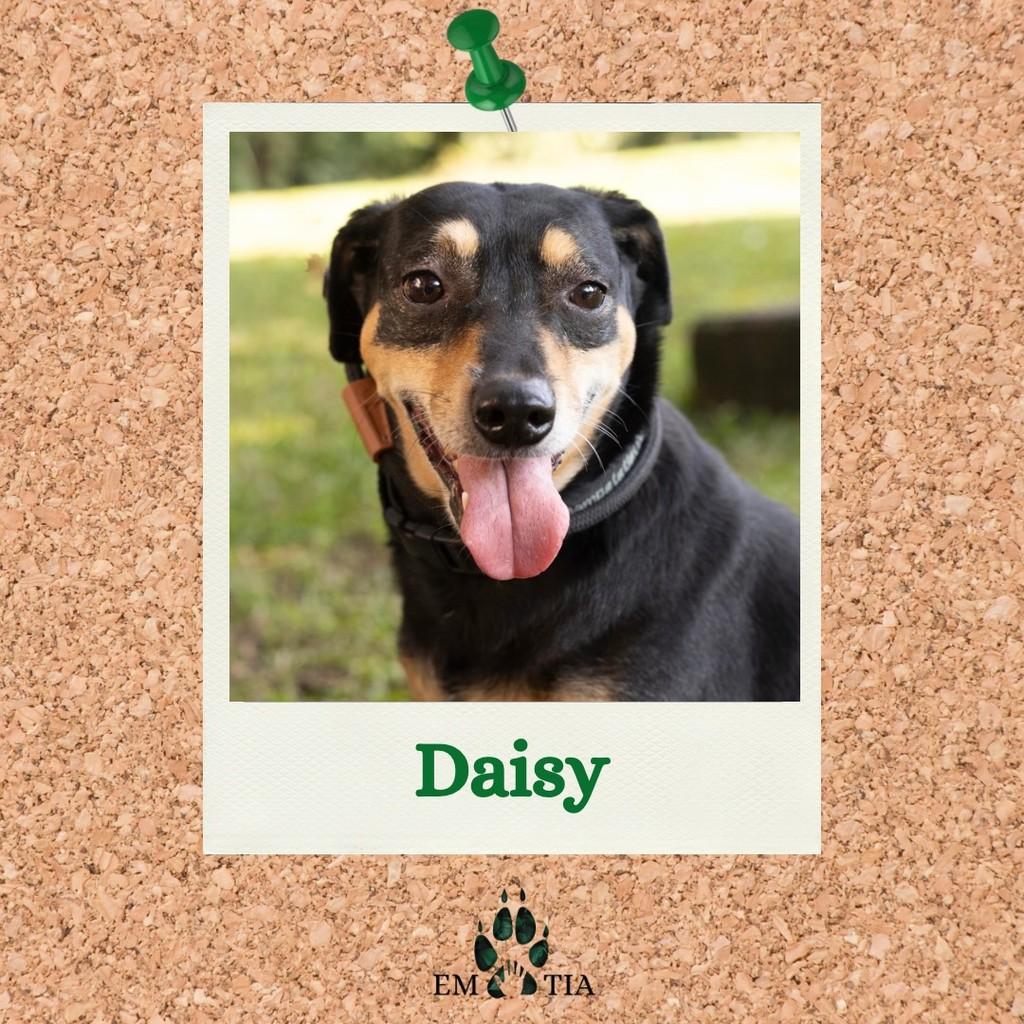 Daisy, cadela de porte médio para adoção em São Paulo - SP