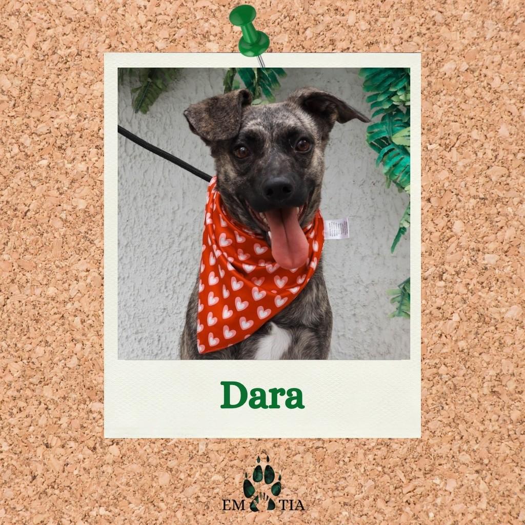 Dara, cadela de porte médio para adoção em São Paulo - SP