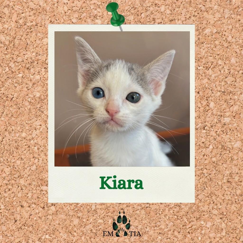 Kiara, gata de porte pequeno para adoção em São Paulo - SP