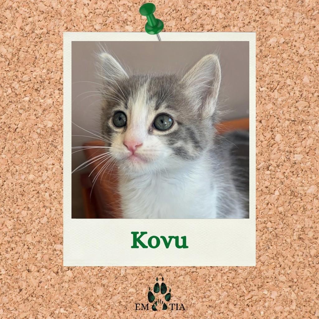 Kovu, gato de porte pequeno para adoção em Campinas - SP