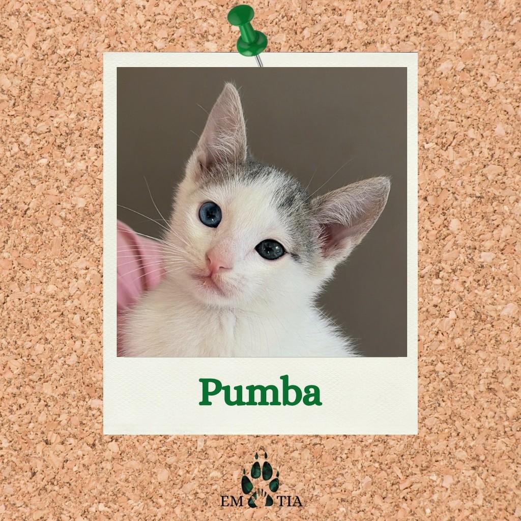 Pumba, gato de porte pequeno para adoção em São Paulo - SP