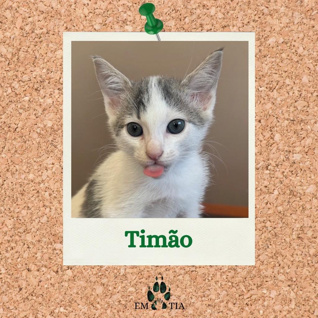 Timão, gato de porte pequeno para adoção em Campinas - SP