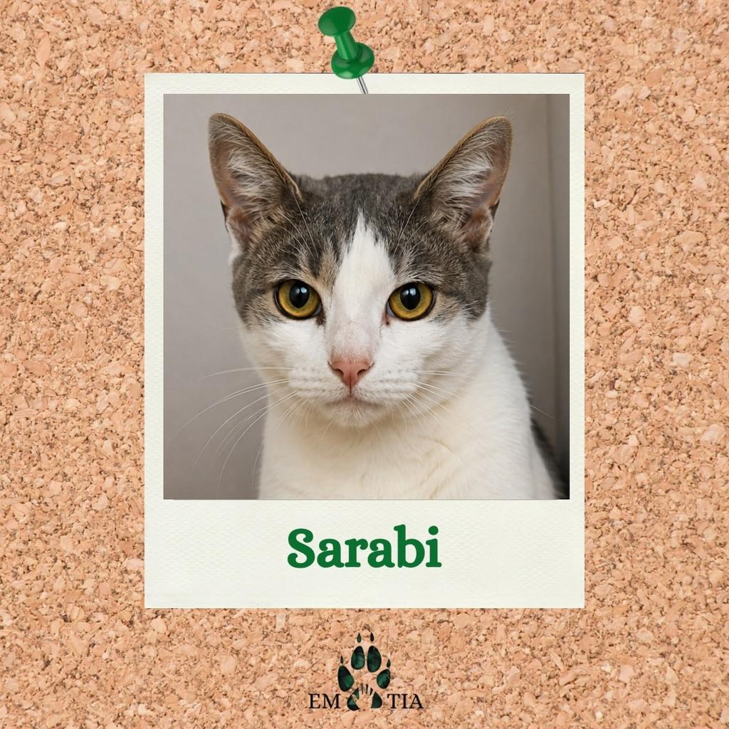Sarabi, gata de porte pequeno para adoção em São Paulo - SP