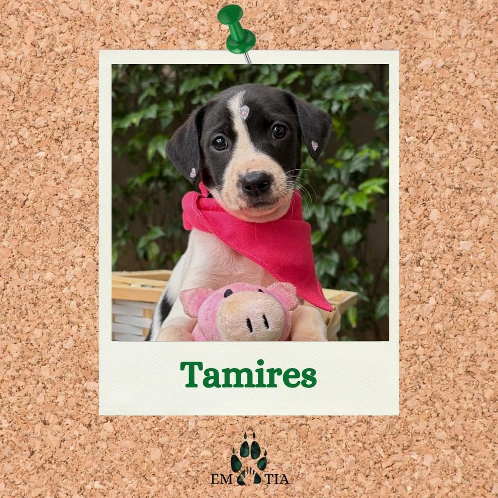 Tamires, cachorro de porte médio para adoção em São Paulo - SP