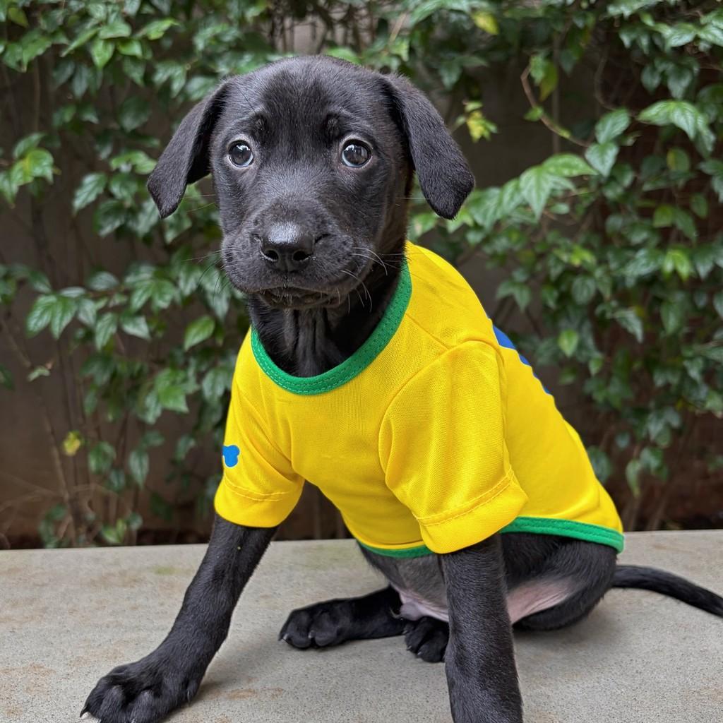 Vini Jr, cachorro de porte pequeno para adoção em São Paulo - SP