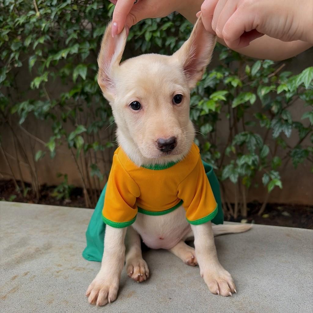 Cristiane, cachorro de porte médio para adoção em São Paulo - SP